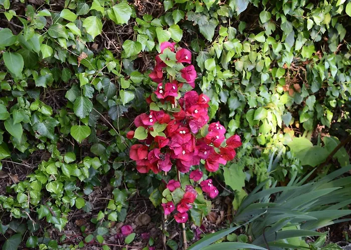 Panzió Il Respiro Zoagli