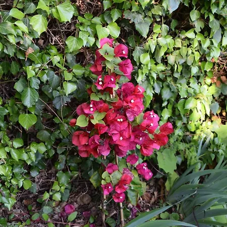 Oda ve Kahvaltı Il Respiro Zoagli