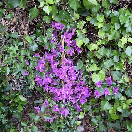 Il Respiro 3* Zoagli