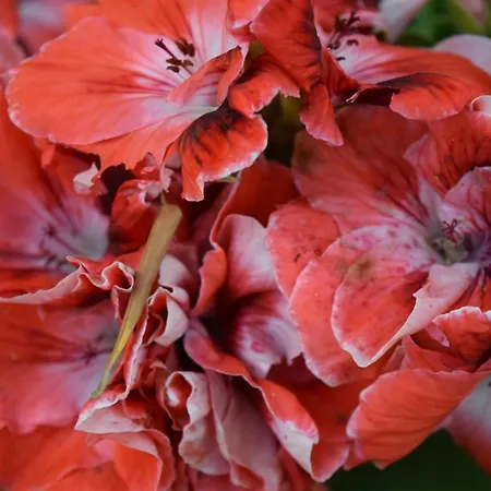 Il Respiro 3* Zoagli