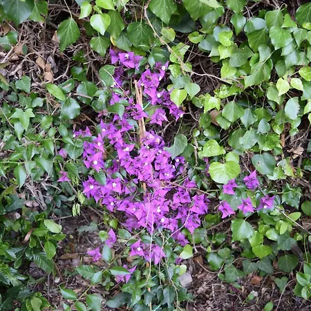 Bed & Breakfast Il Respiro Zoagli