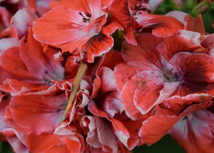 Il Respiro 3* Zoagli