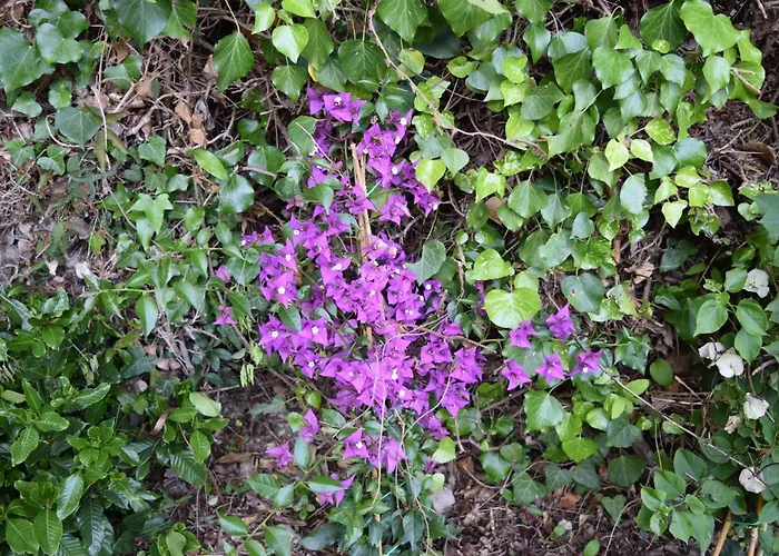Panzió Il Respiro Zoagli